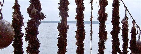 Mussel farming methods .
